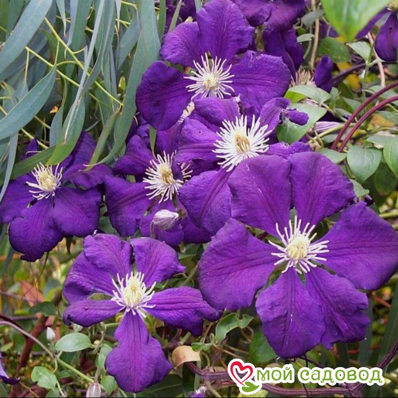 Клематисы Блю Белль ЗКС