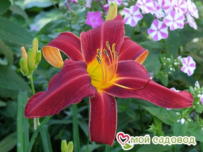 Лилейник Блэк Принц