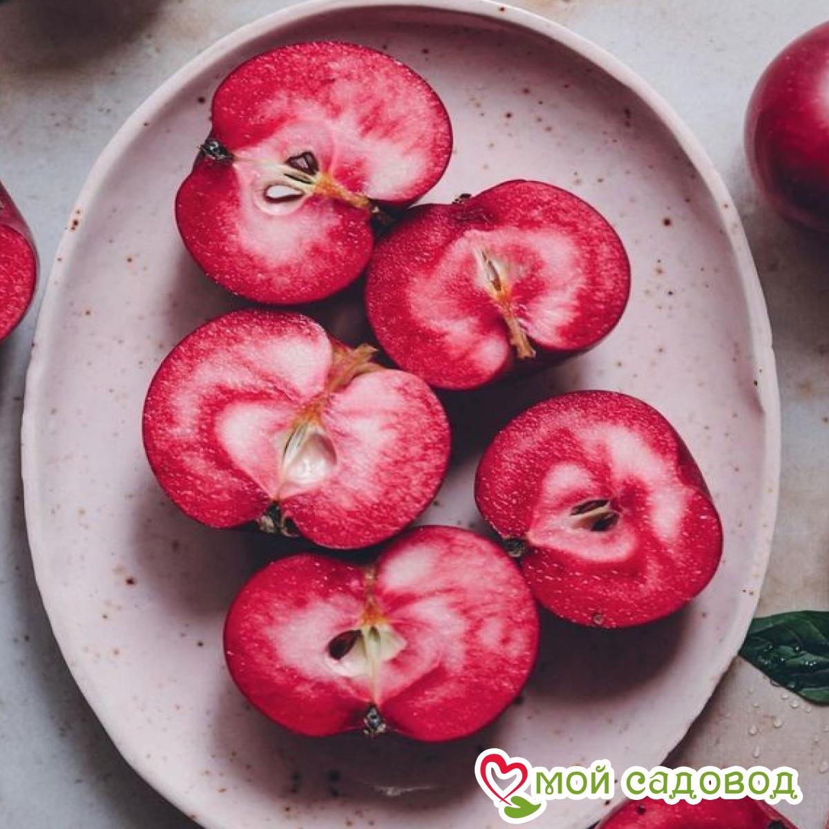 Яблоня Байя Мариса